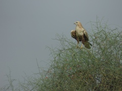 Buteo rufinus