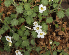 Phacelia perityloides