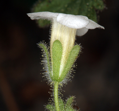 Phacelia perityloides