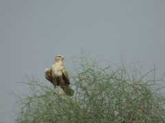 Buteo rufinus