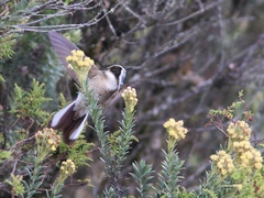 Oxypogon guerinii