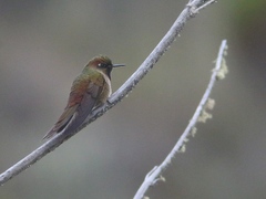 Chalcostigma heteropogon