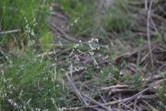 Melica argyrea