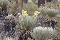 Espeletia summapacis