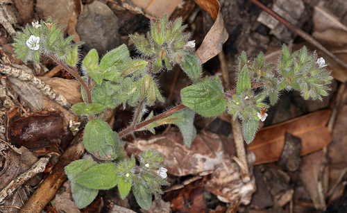 Mt. Diablo phacelia (Phacelia phacelioides)