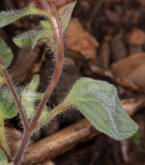 Phacelia phacelioides