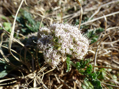 Vesper macrorhizus