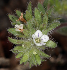 Phacelia phacelioides