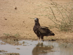 Neophron percnopterus