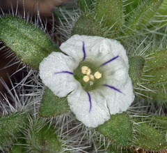 Phacelia phacelioides