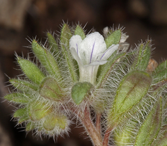 Phacelia phacelioides