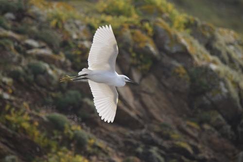 Garceta común (Egretta garzetta)