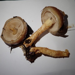 Pholiota lubrica