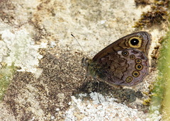 Lasiommata petropolitana