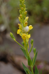 Linaria genistifolia