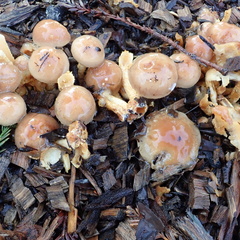 Pholiota lubrica