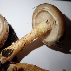 Pholiota lubrica