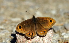 Lasiommata petropolitana