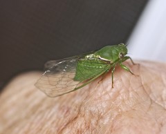 Glaucopsaltria viridis