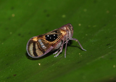 Pintalia constellaris