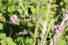 Lantana megapotamica