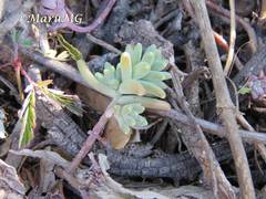 Sedum pacense