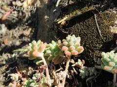 Sedum pacense