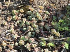 Sedum pacense