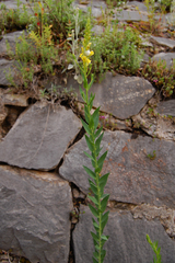 Linaria genistifolia