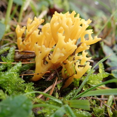 Clavulinopsis corniculata