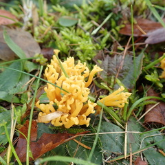Clavulinopsis corniculata
