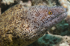 Gymnothorax annasona