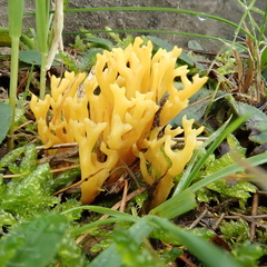 Clavulinopsis corniculata