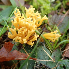 Clavulinopsis corniculata