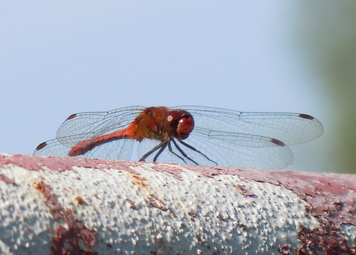 Crveni strijelac (Sympetrum sanguineum)