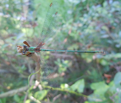 šidlovka zelená (Chalcolestes viridis)