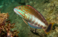 Gunther's Parrotfish photo 2