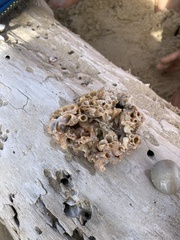 Vermetoidea