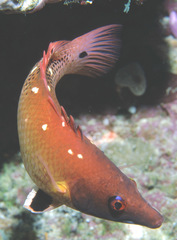 Bodianus dictynna