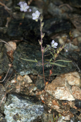 Phacelia pringlei
