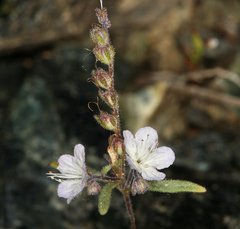Phacelia pringlei