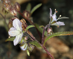 Phacelia pringlei