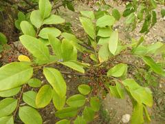 Phyllanthus muellerianus