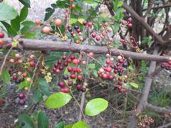 Phyllanthus muellerianus