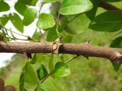 Phyllanthus muellerianus