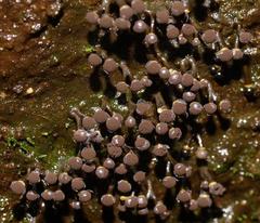 Elaeomyxa cerifera