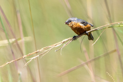 Sporophila hypoxantha