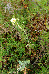 Lactuca tuberosa