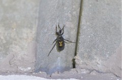 Ectomocoris cruciger