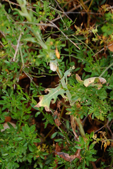 Lactuca tuberosa